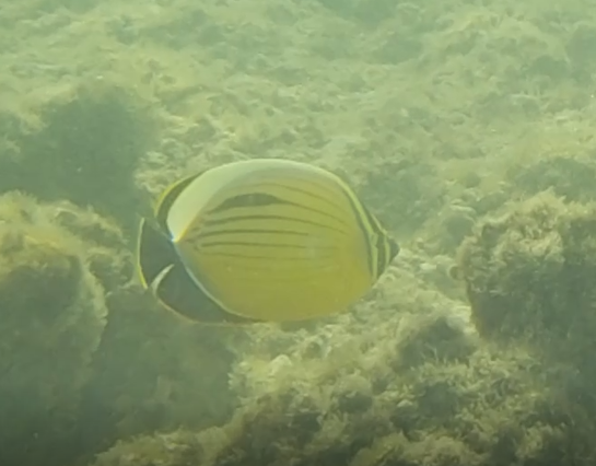 Black-tail butterflyfish - Chaetodon austriacus