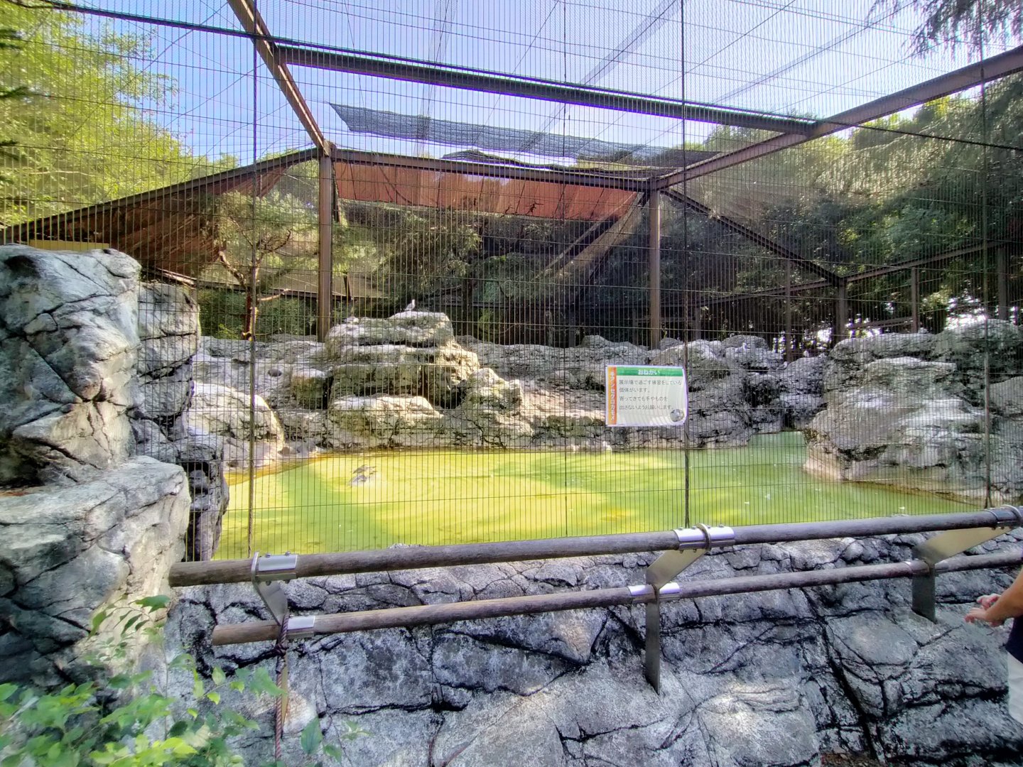 Black tail gull and herring gull exhibit
