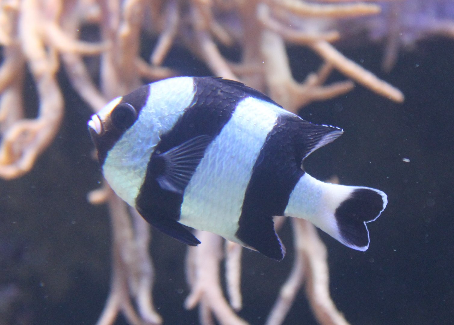 Black-tail humbug - Dascyllus melanurus