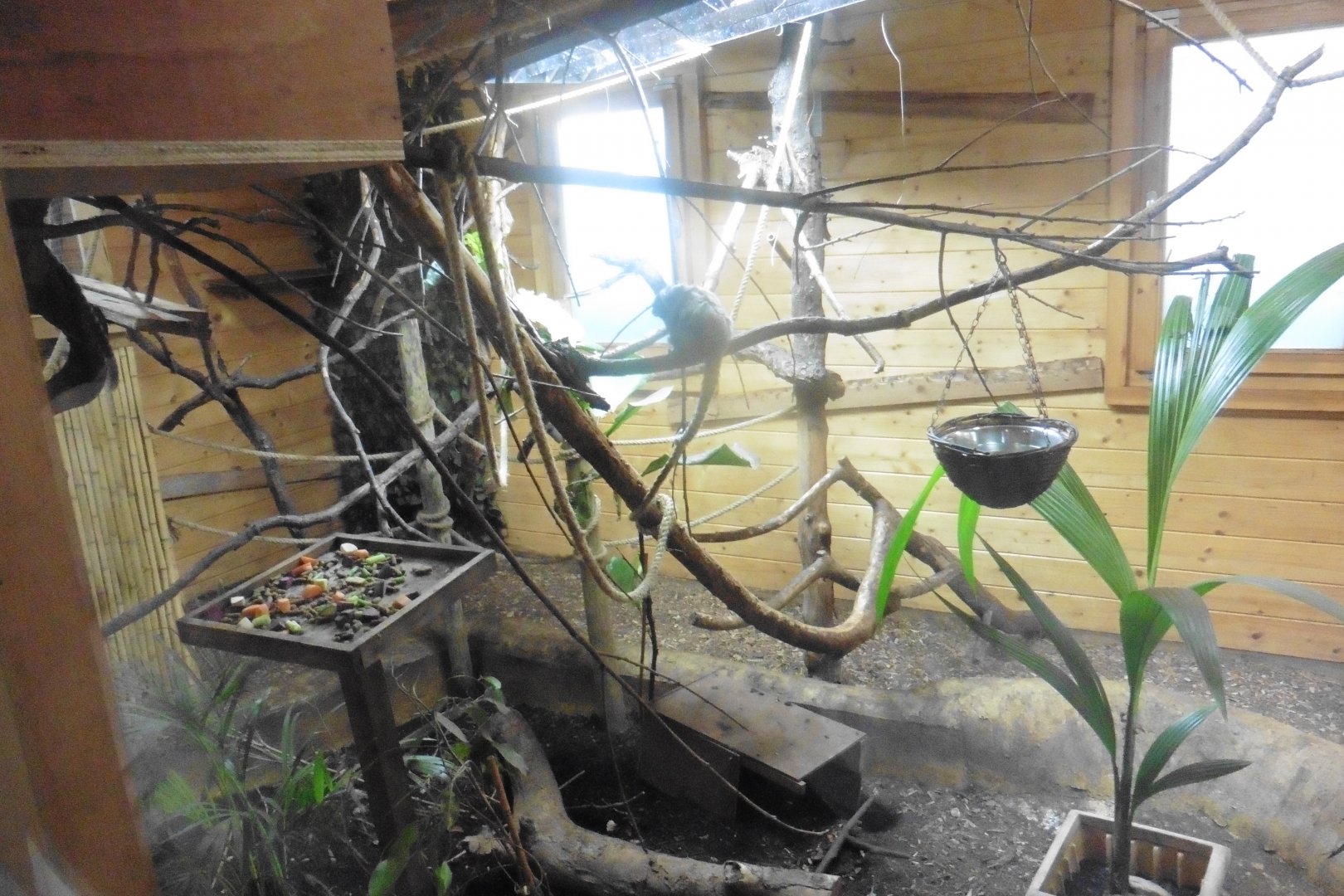 Black-tailed and White-lipped Marmoset Shed