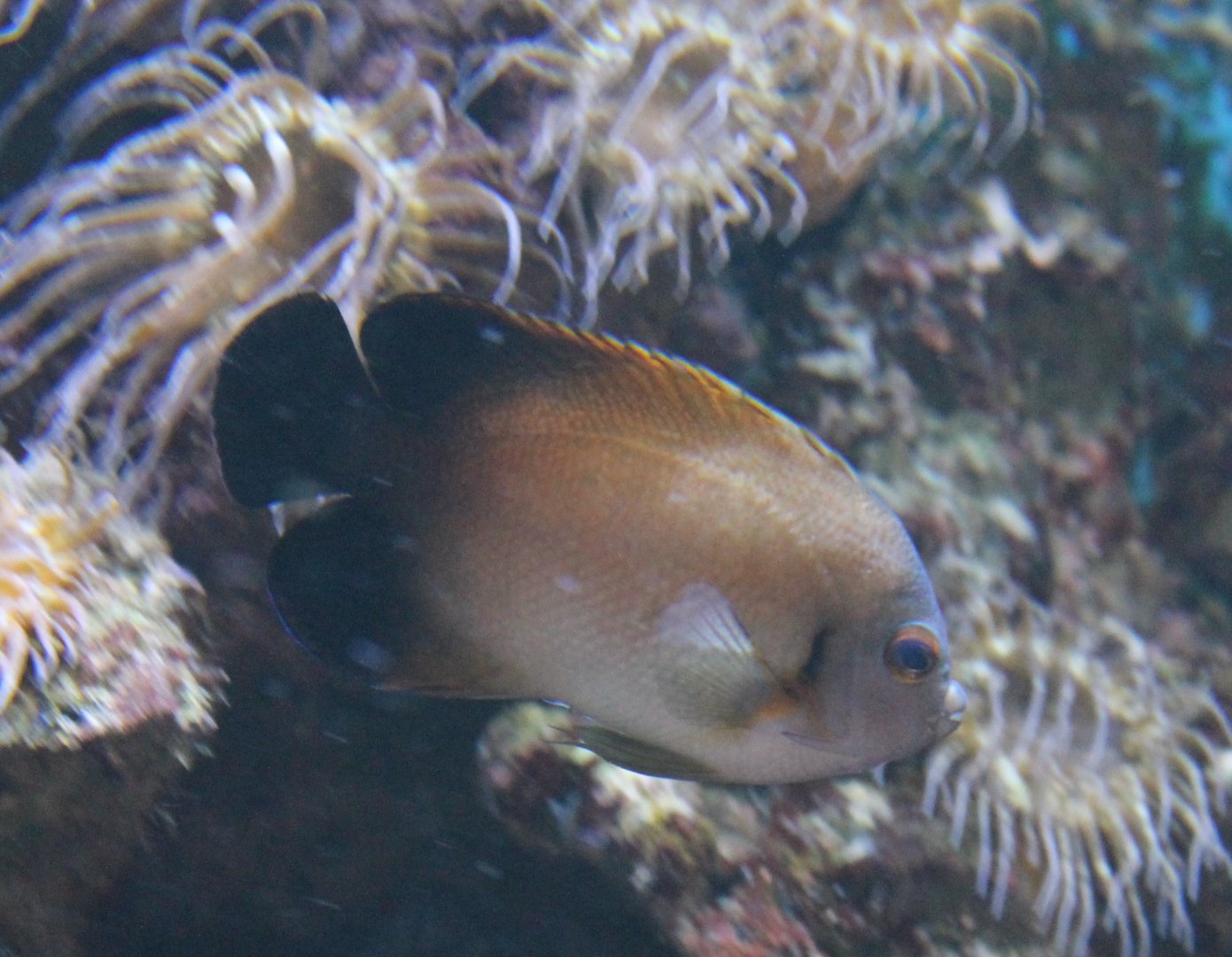 Black-tailed angelfish - Centropyge eibli