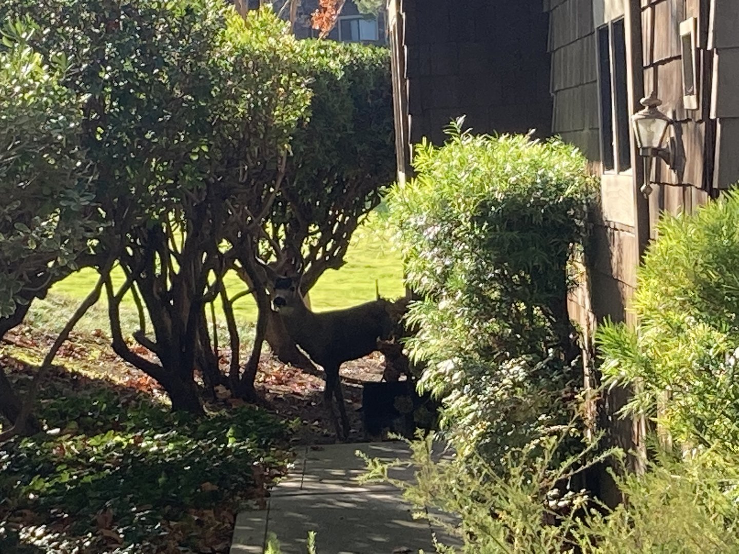 Black-tailed Buck at the front of my house