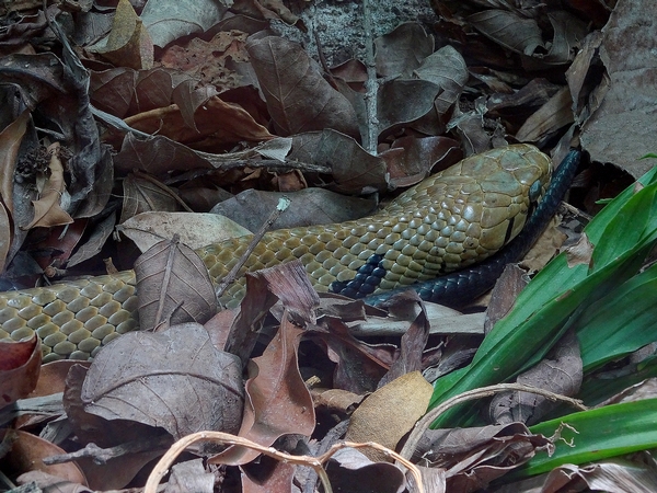 Black-tailed Cribo (Drymarchon melanurus)