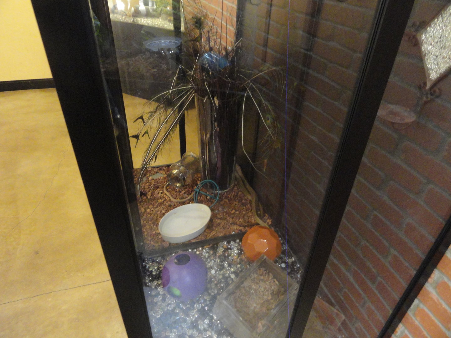 Black Tailed Cribo Exhibit