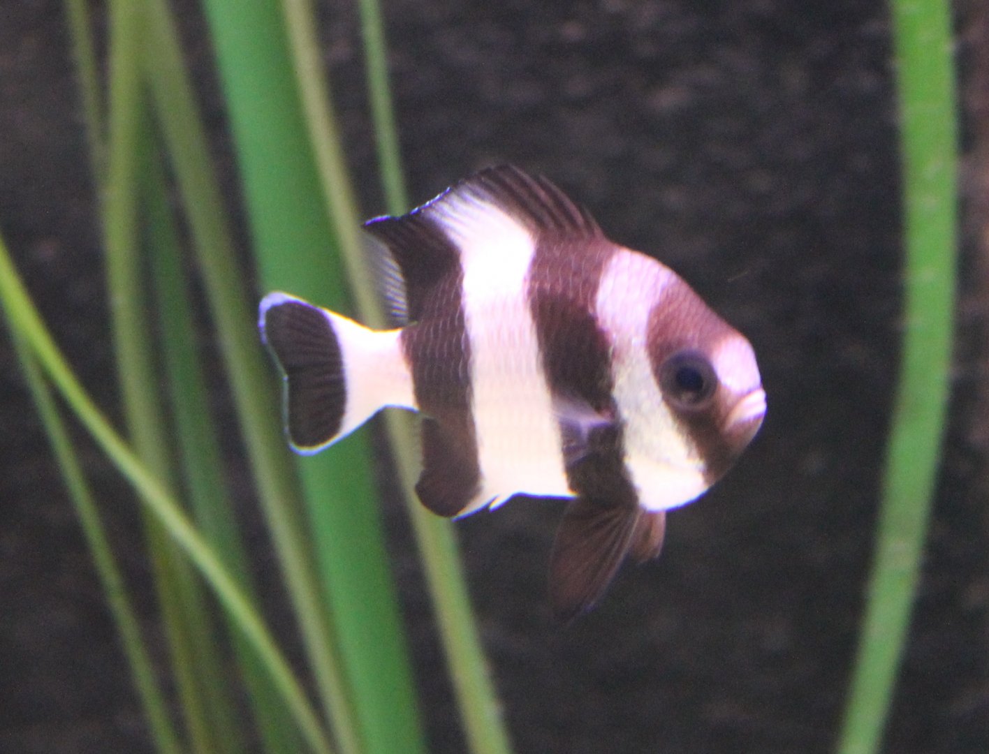 Black-tailed dascyllus - Dascyllus melanurus