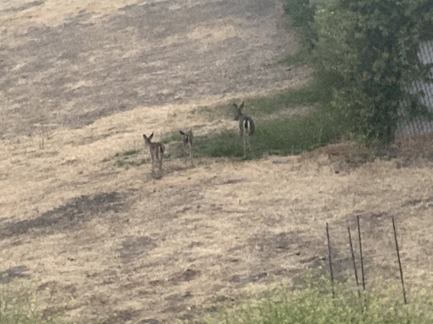 Black tailed Doe and her fawns