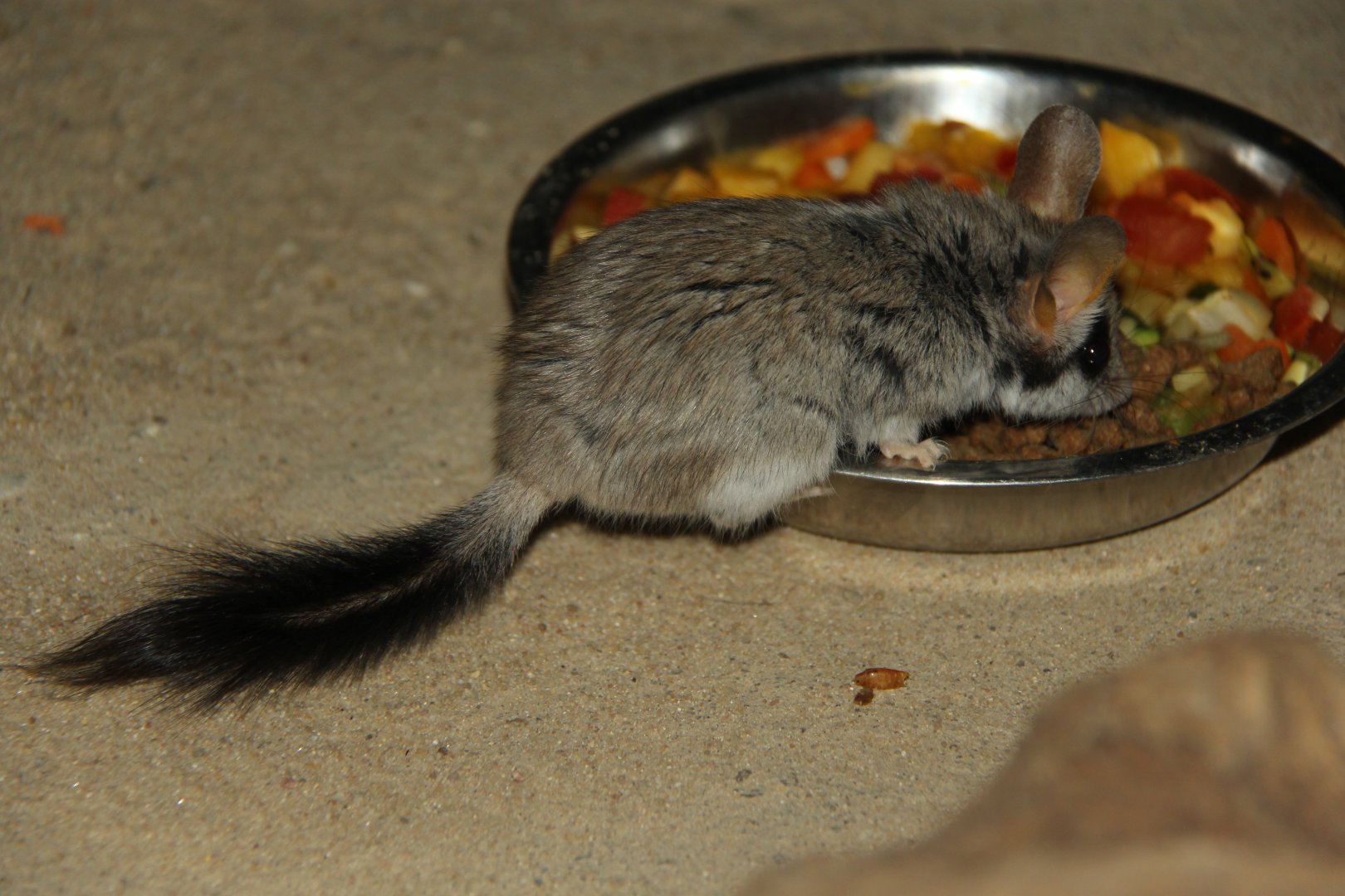 Black tailed garden dormouse (Eliomys melanurus)