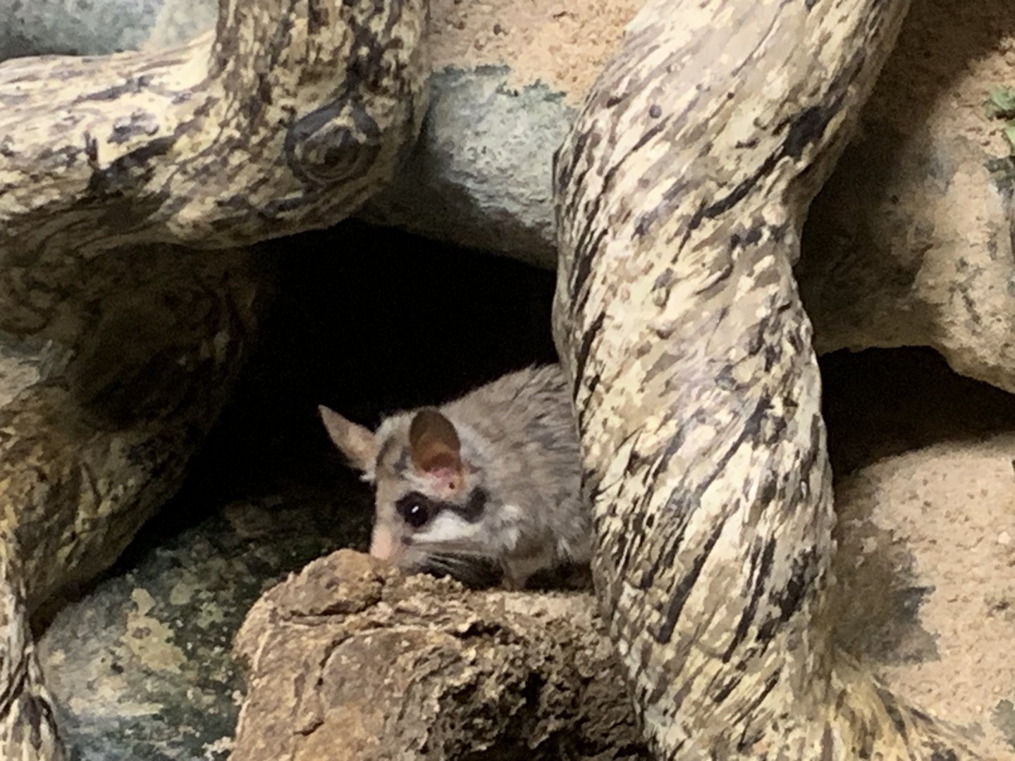 Black tailed garden dormouse