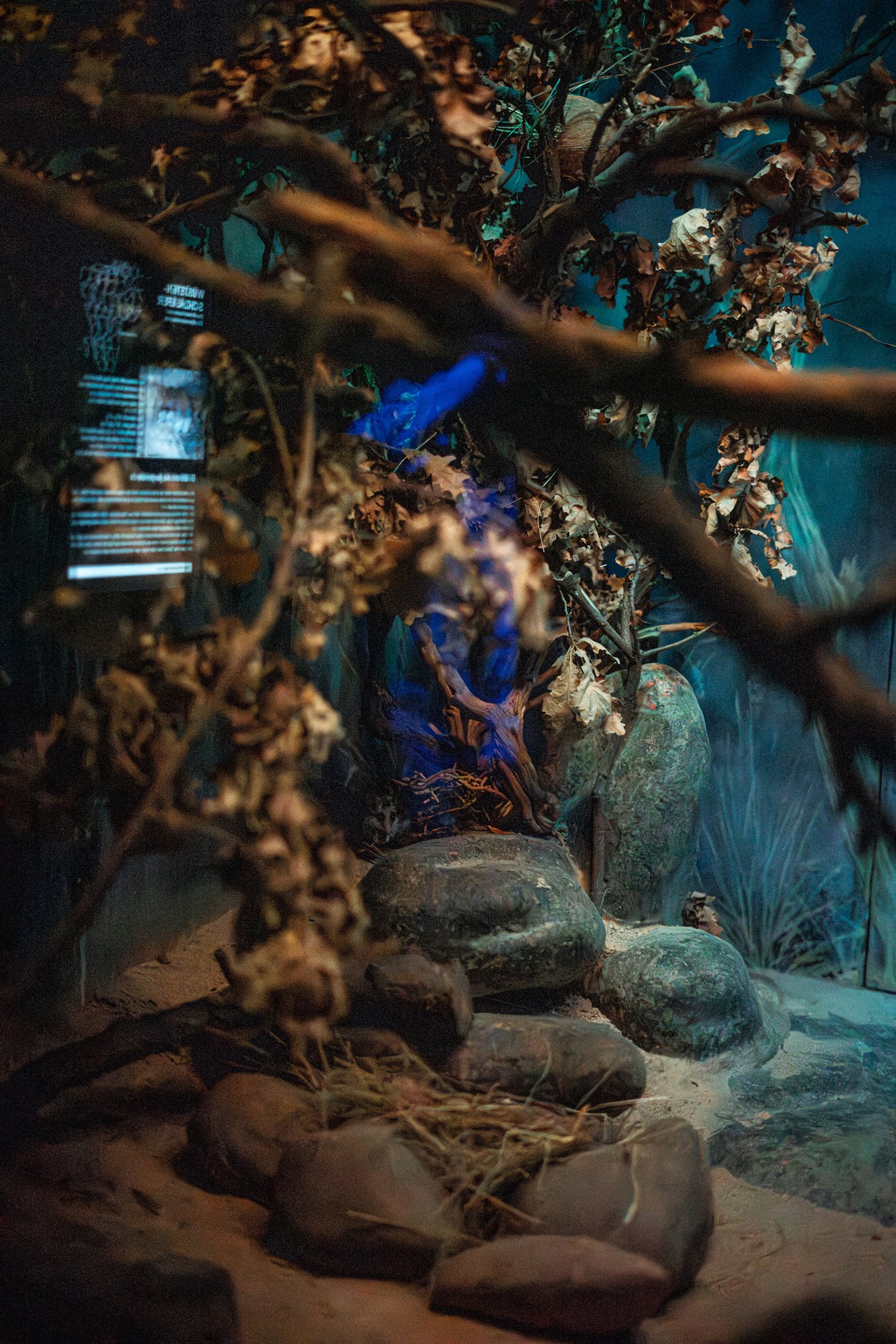 Black tailed garden dormouse