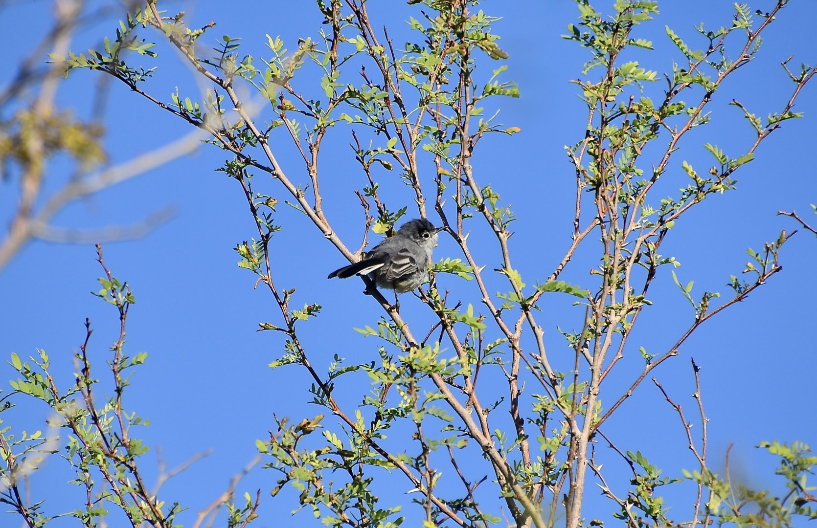Black-Tailed Gnatcatcher (Polioptila melanura)