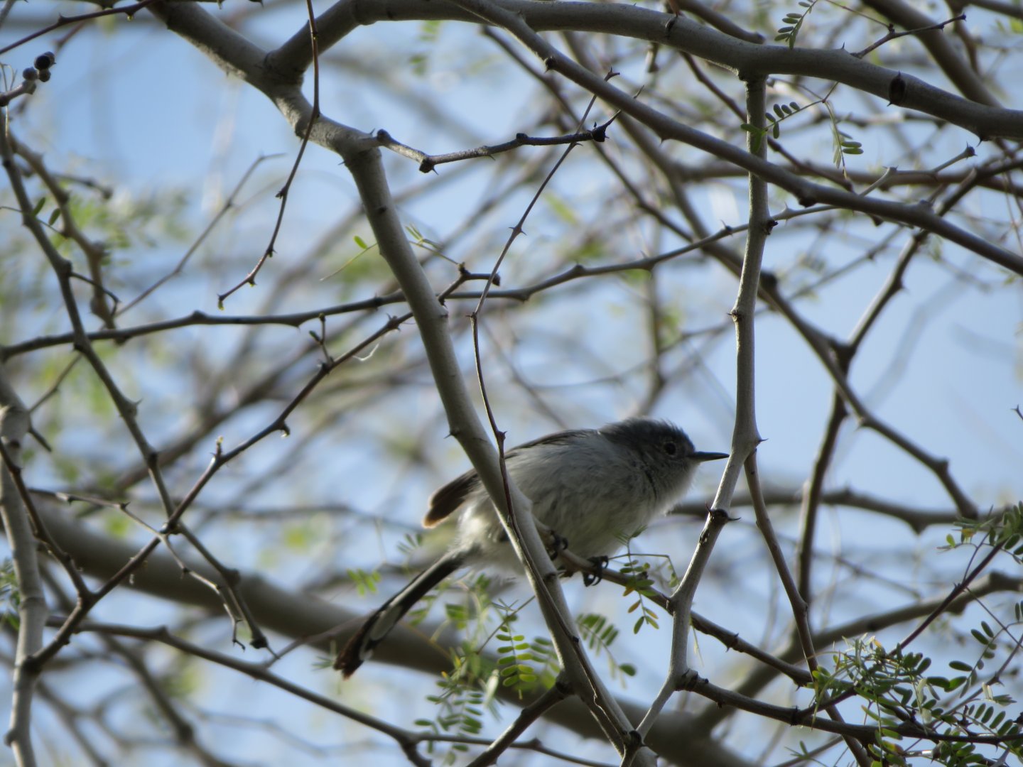 Black-tailed Gnatcatcher (Wild)