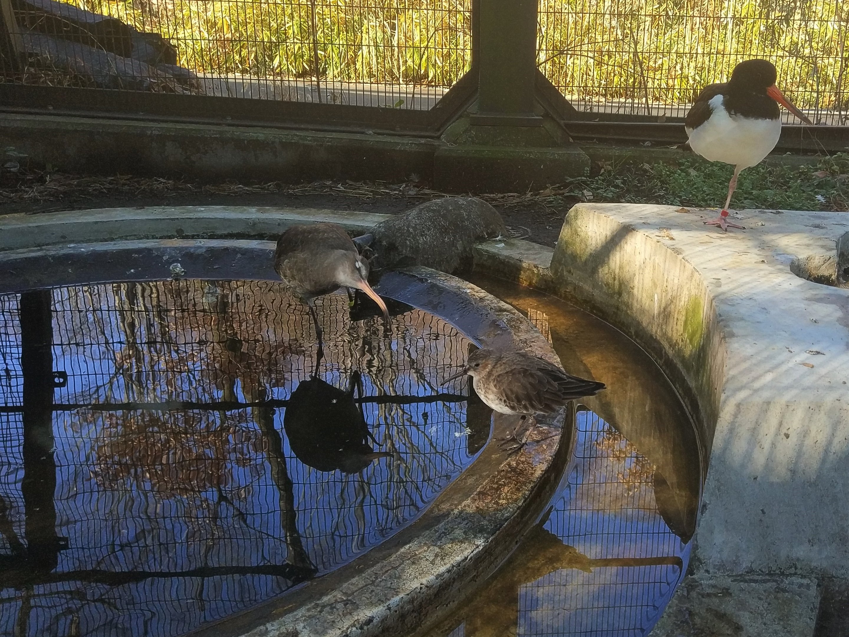 Black-tailed Godwit, Dunlin and Eurasian Oystercatcher