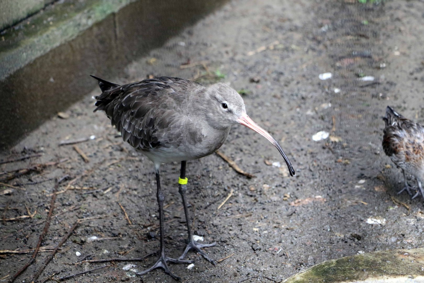 Black-tailed godwit, October 2017