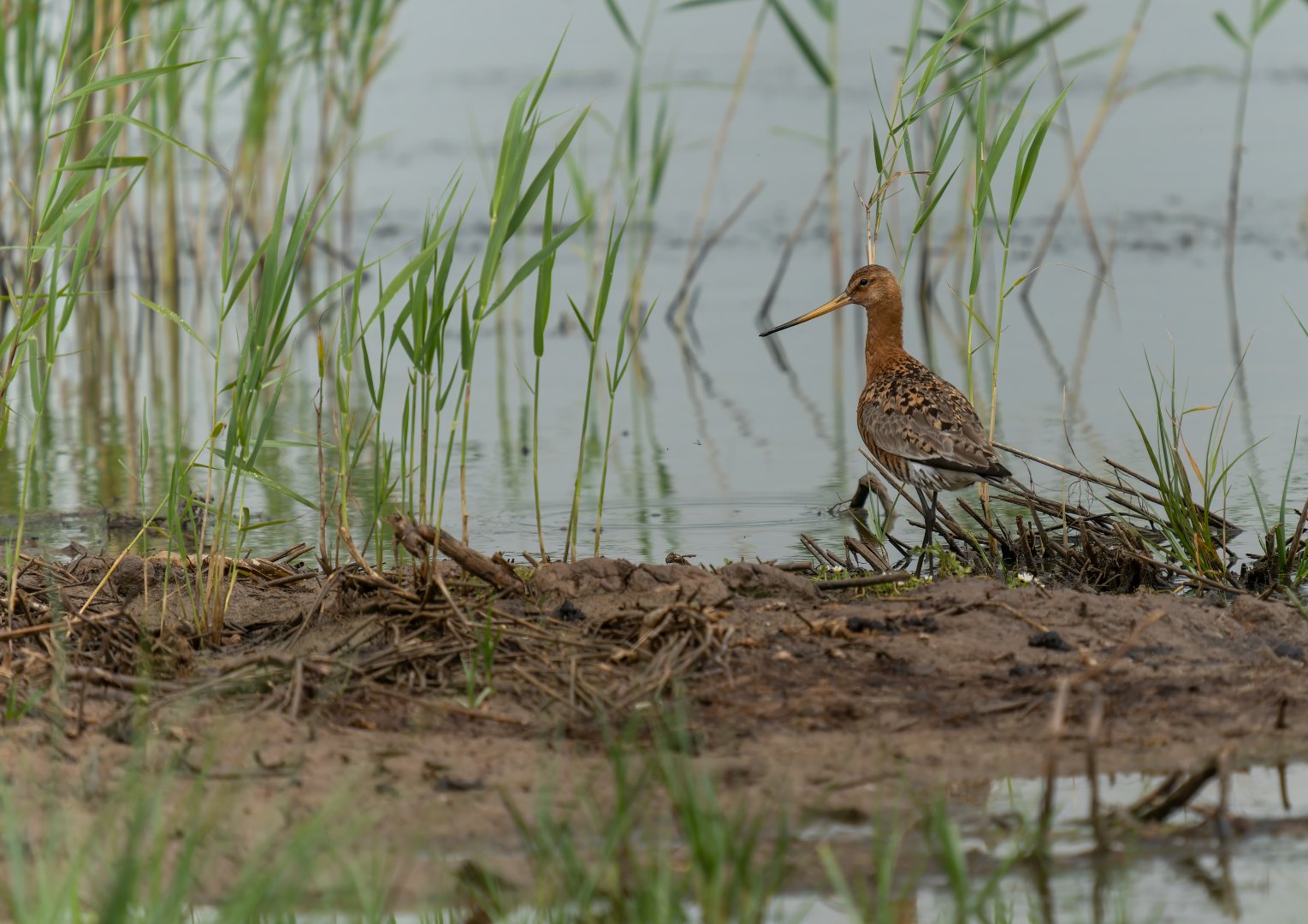 Black tailed Godwit, wild, UK