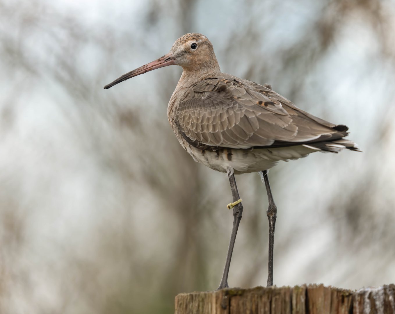 Black tailed Godwit, WWT Slimbridge, UK