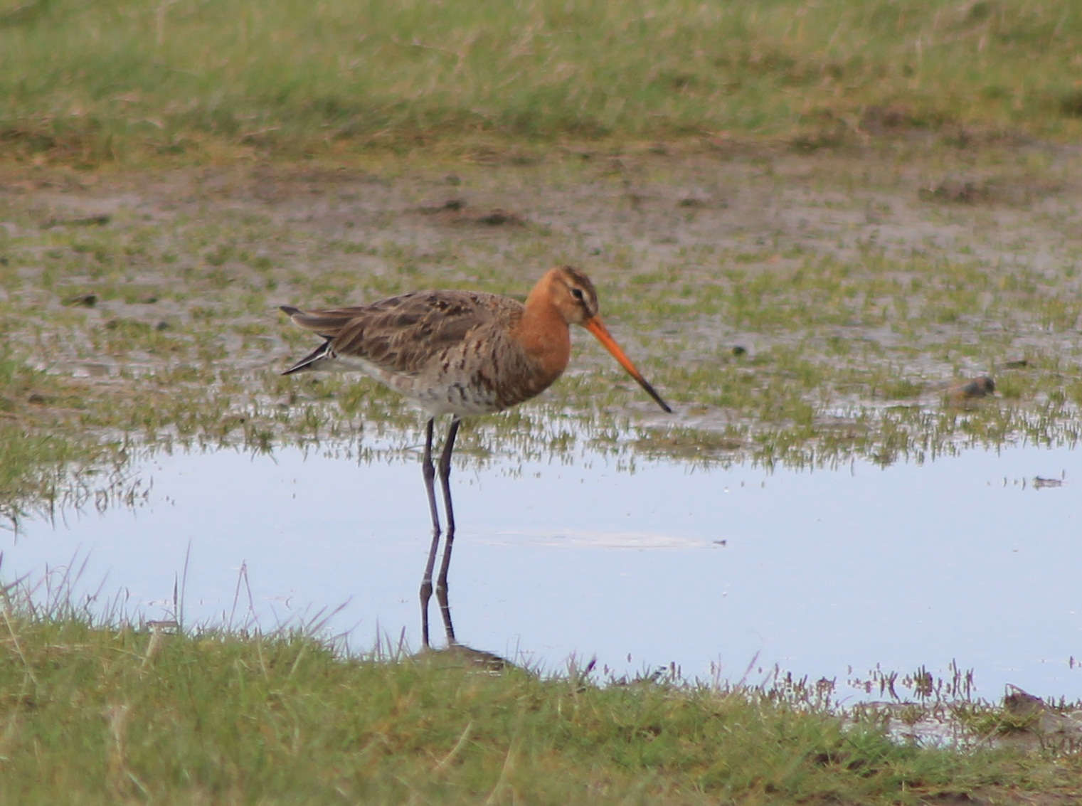 black-tailed godwit