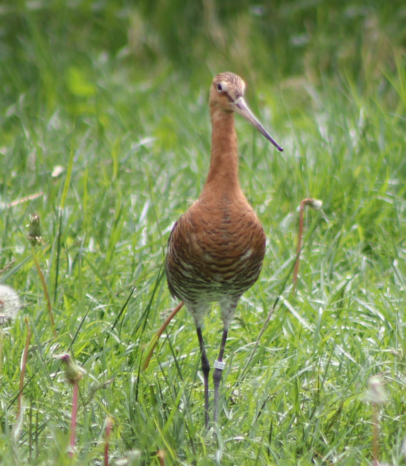 Black-tailed godwit
