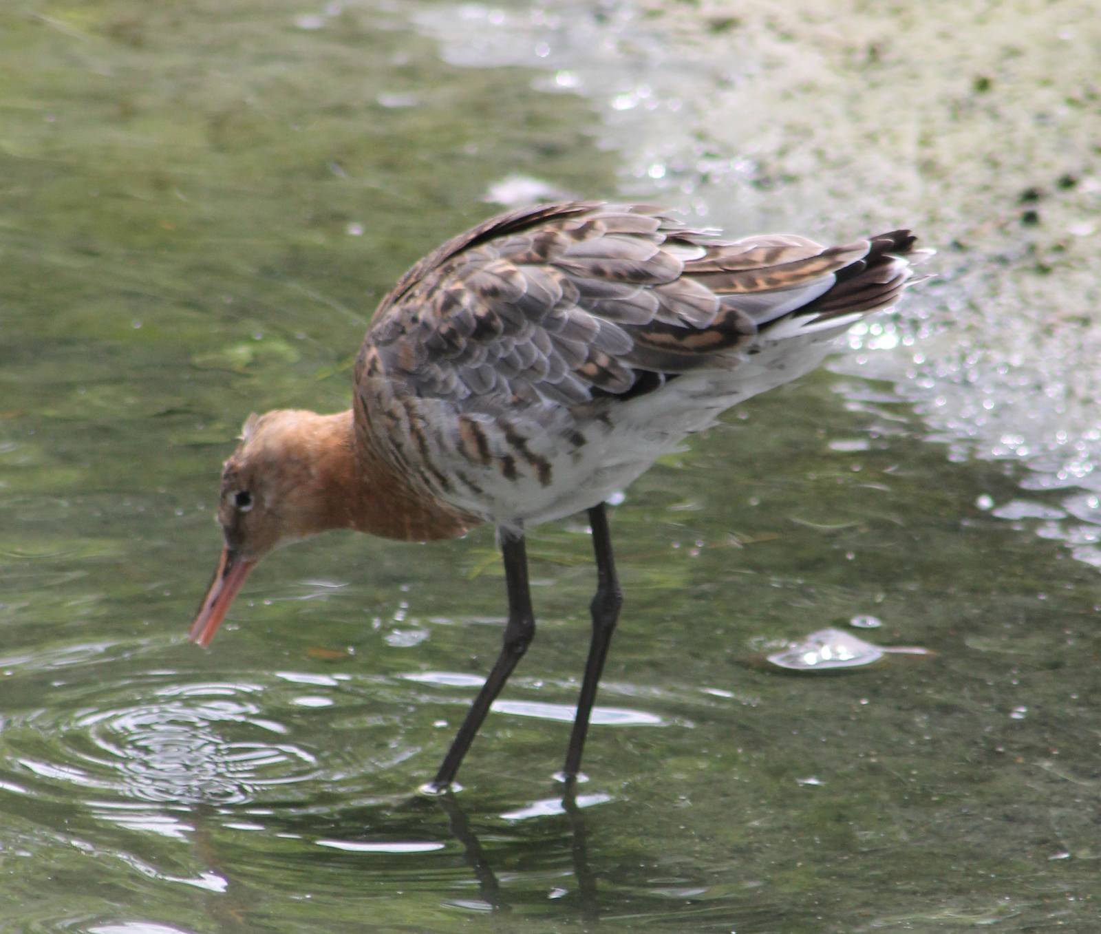 Black-tailed godwit