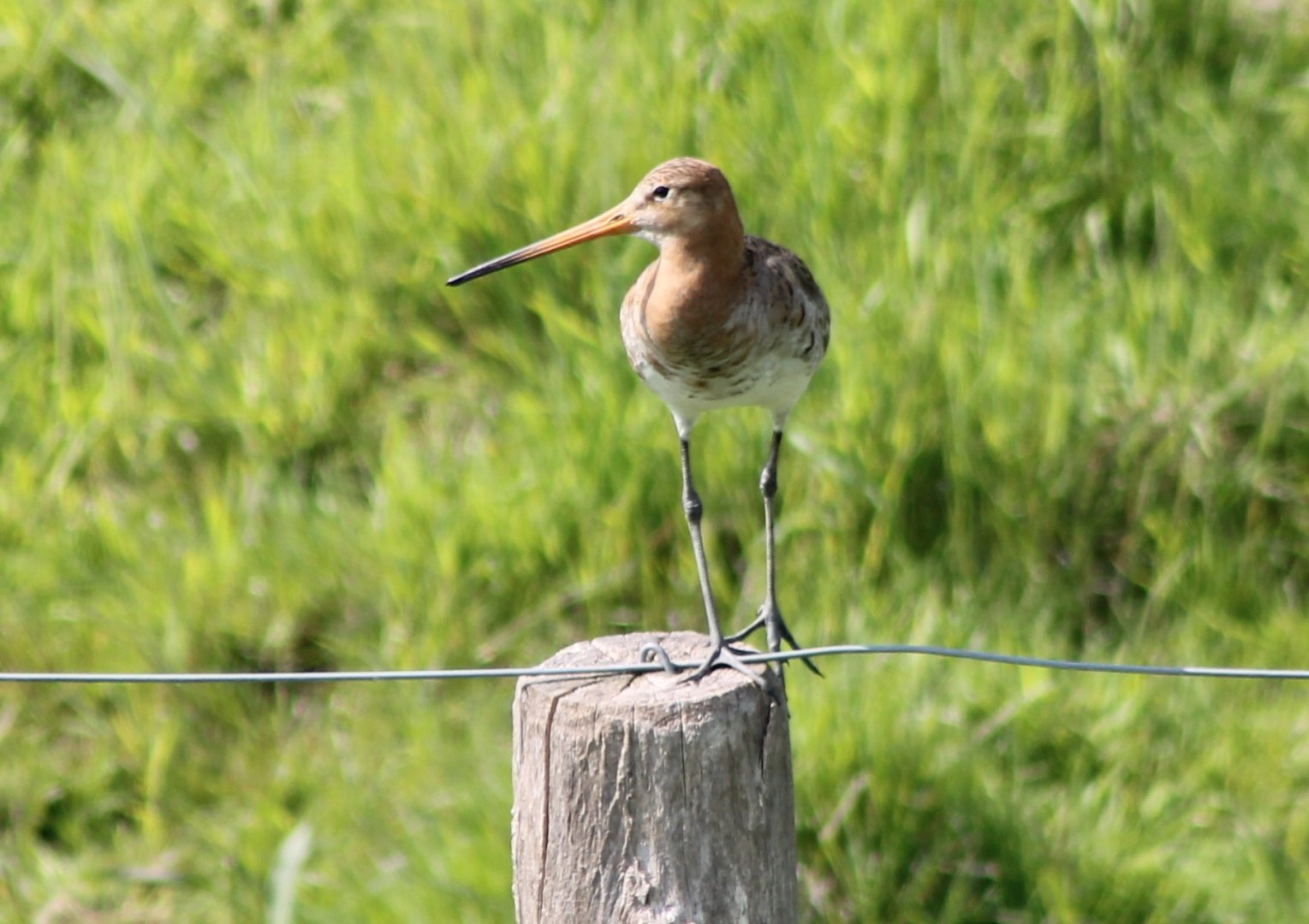 Black-tailed godwit