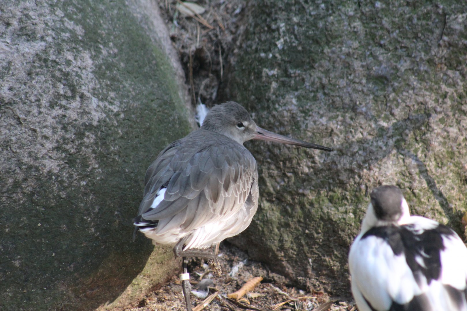 Black-Tailed Godwit