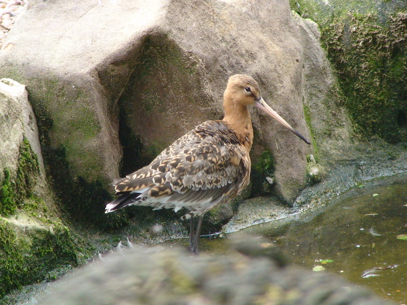 Black tailed godwit