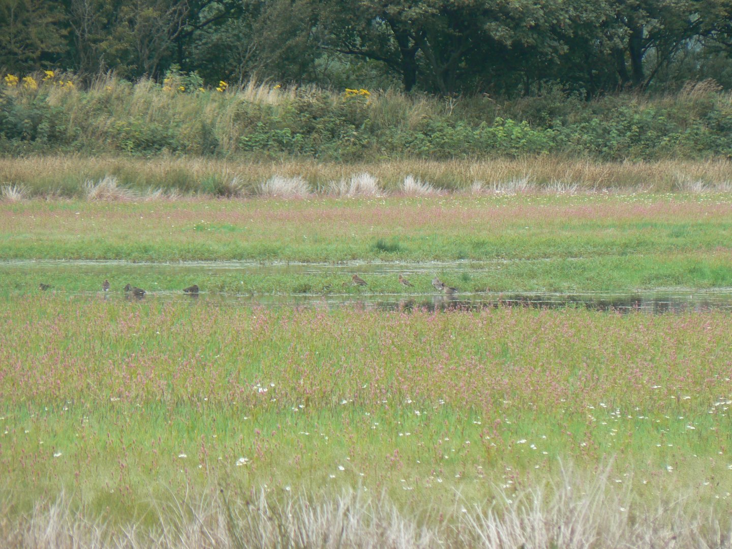 Black-tailed Godwits and Mallards - WWT Caerlaverock, 12 August 2017