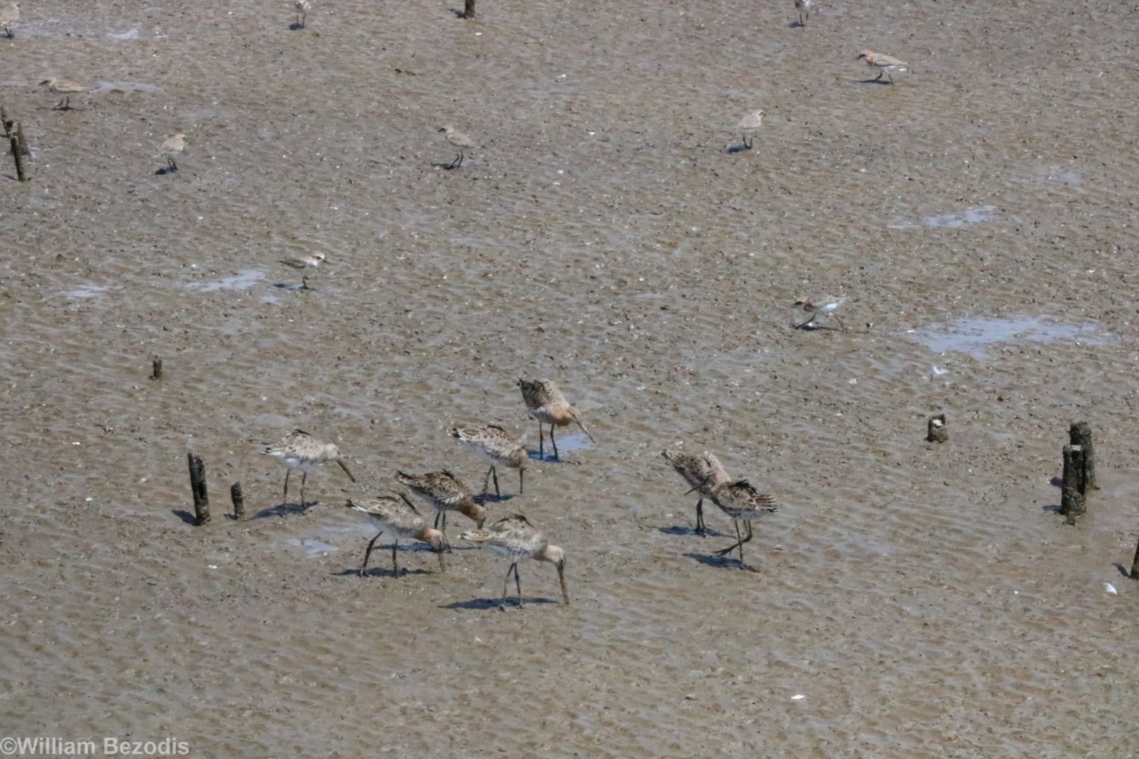 Black-tailed Godwits and Sandplovers - Bang Poo