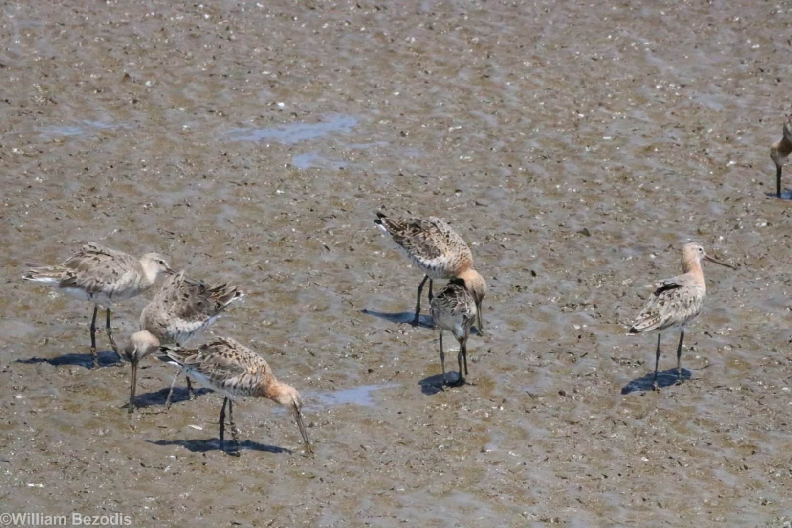 Black-tailed Godwits - Bang Poo
