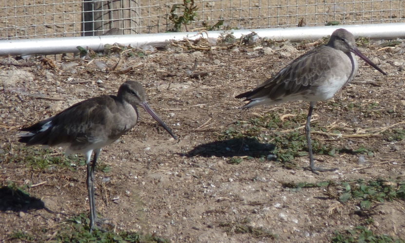 Black-tailed godwits (Limosa limosa)