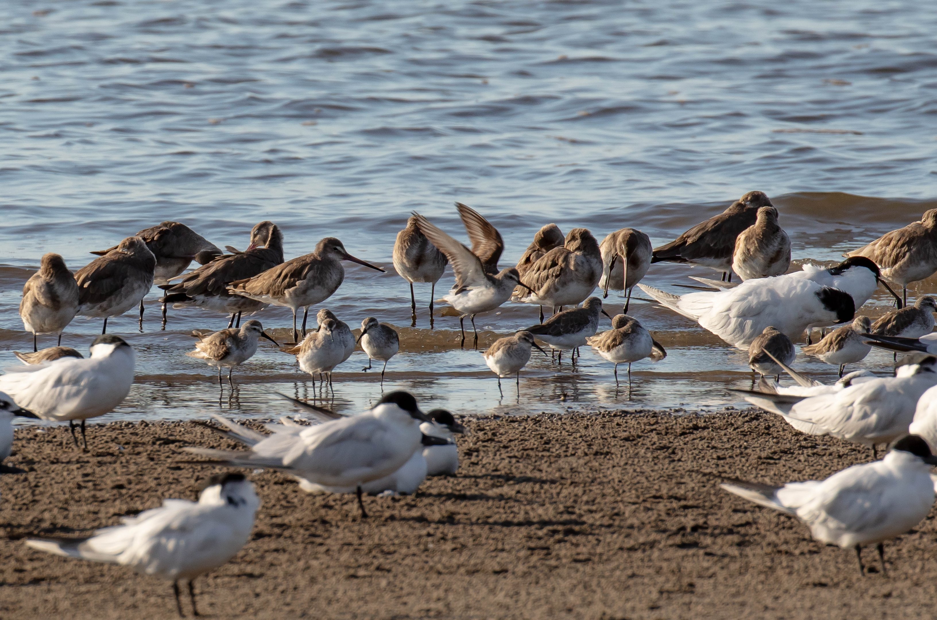 Black-tailed Godwits