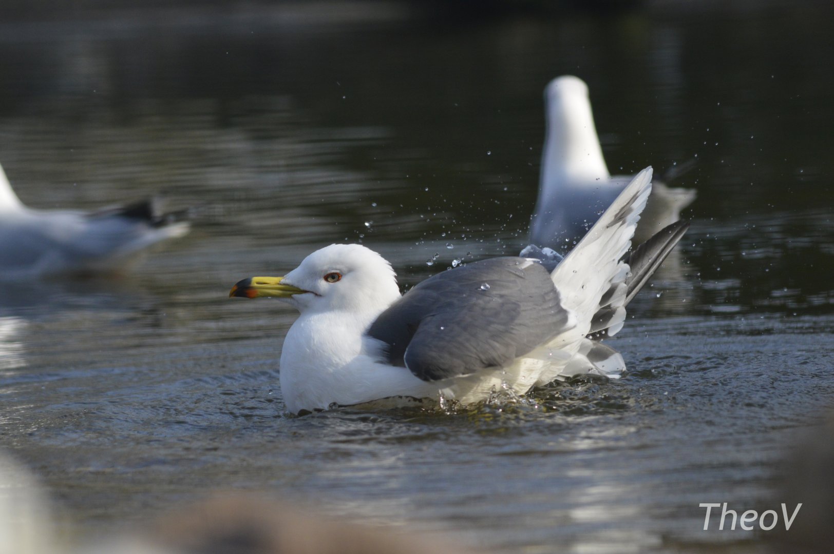 Black-tailed gull [2018]