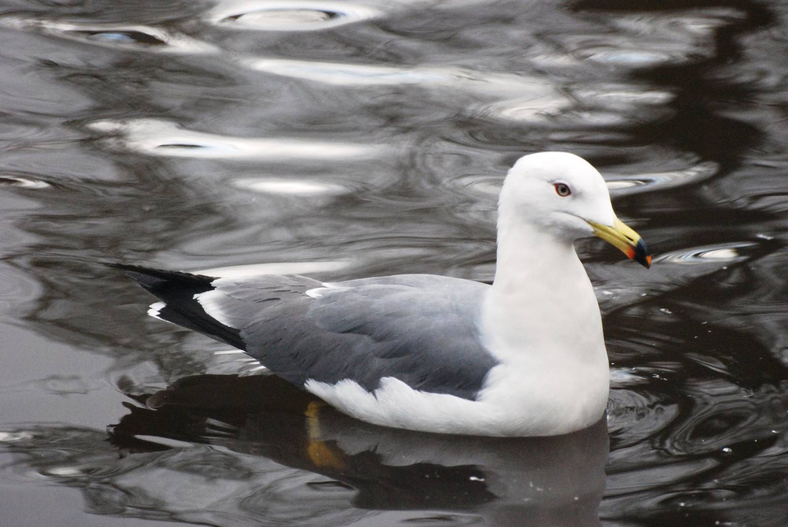 Black-tailed Gull at Walsrode, 22/03/13