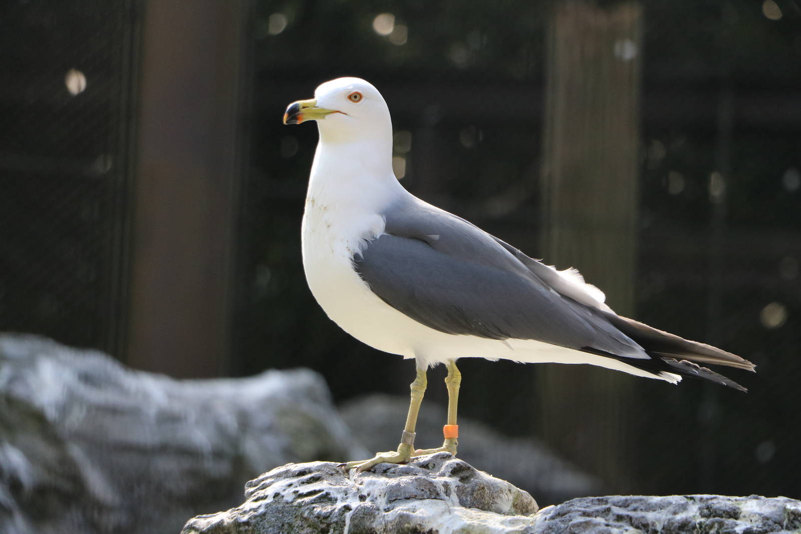 Black-tailed gull, February 2016