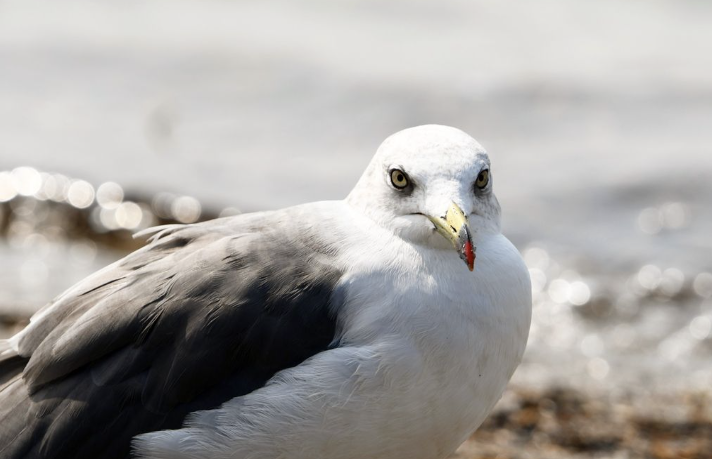 Black tailed Gull ~ Funabashi Sanbanze Seaside Park