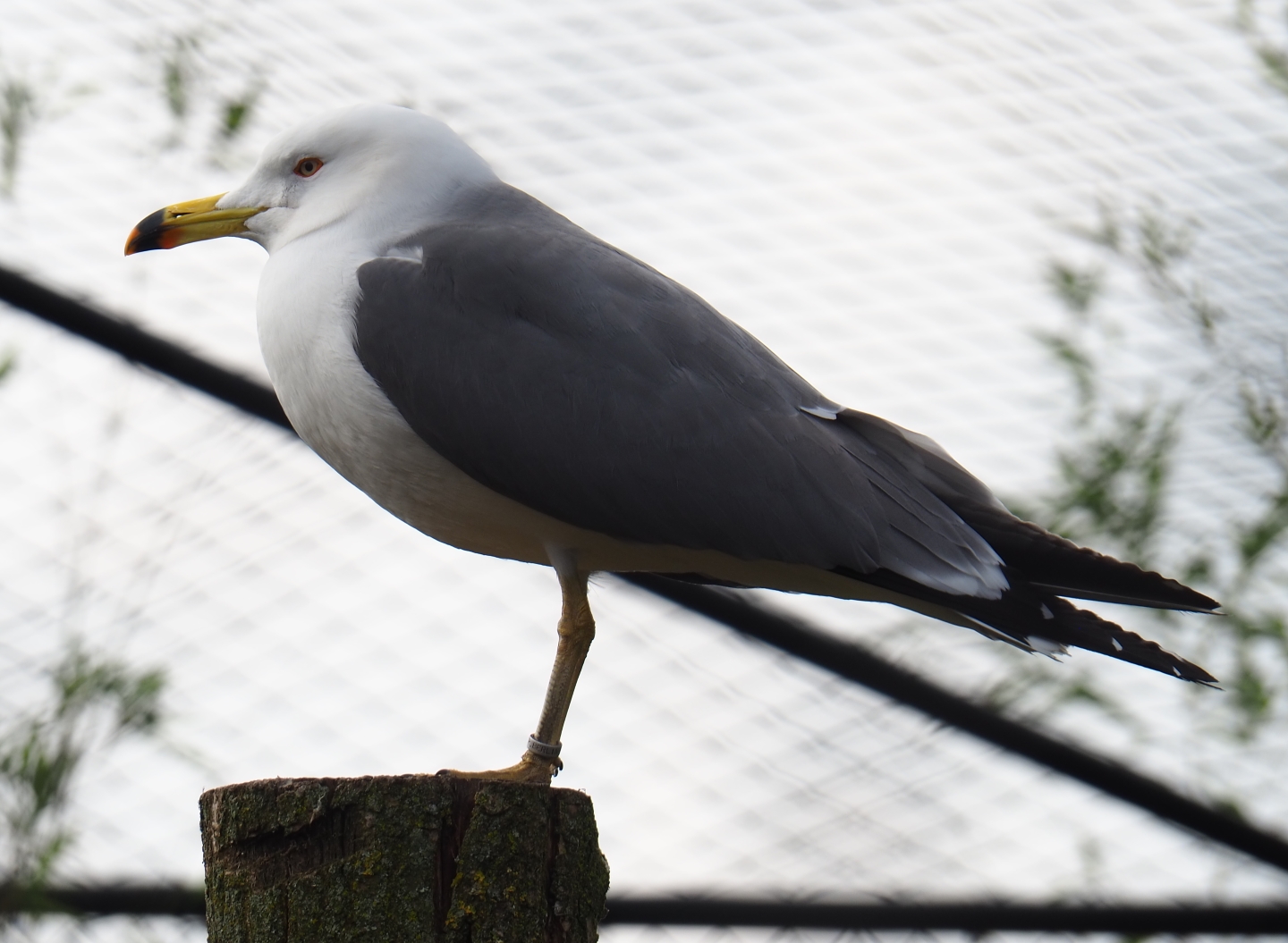 Black-tailed gull (Larus crassirostris), 2019-04-06