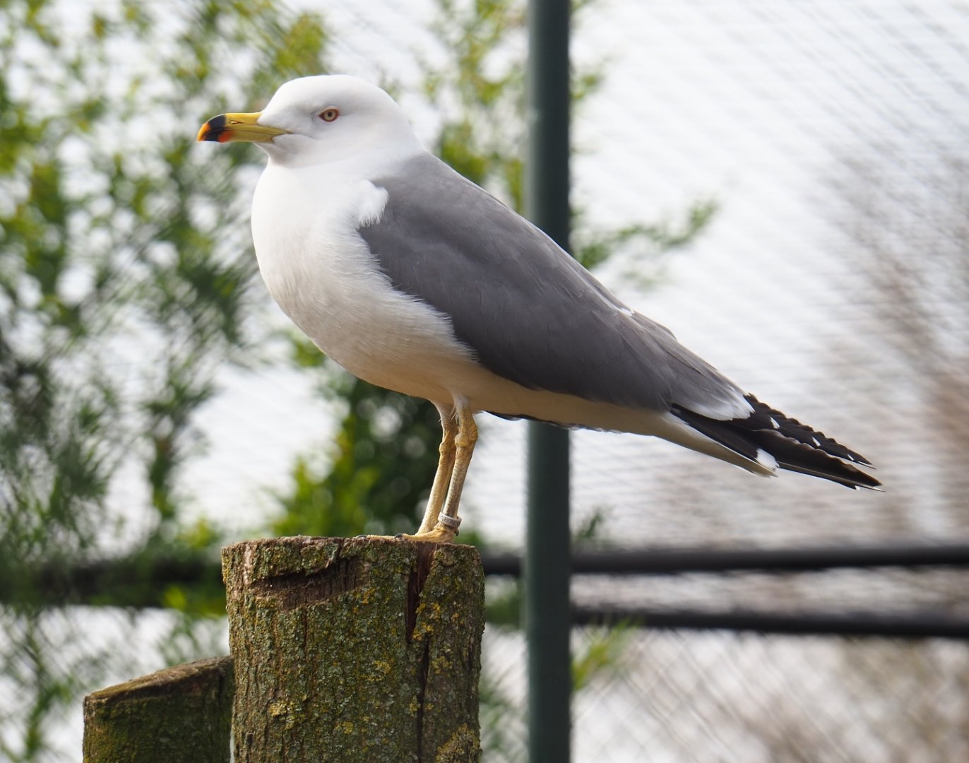 Black-tailed gull (Larus crassirostris), 2019-04-06