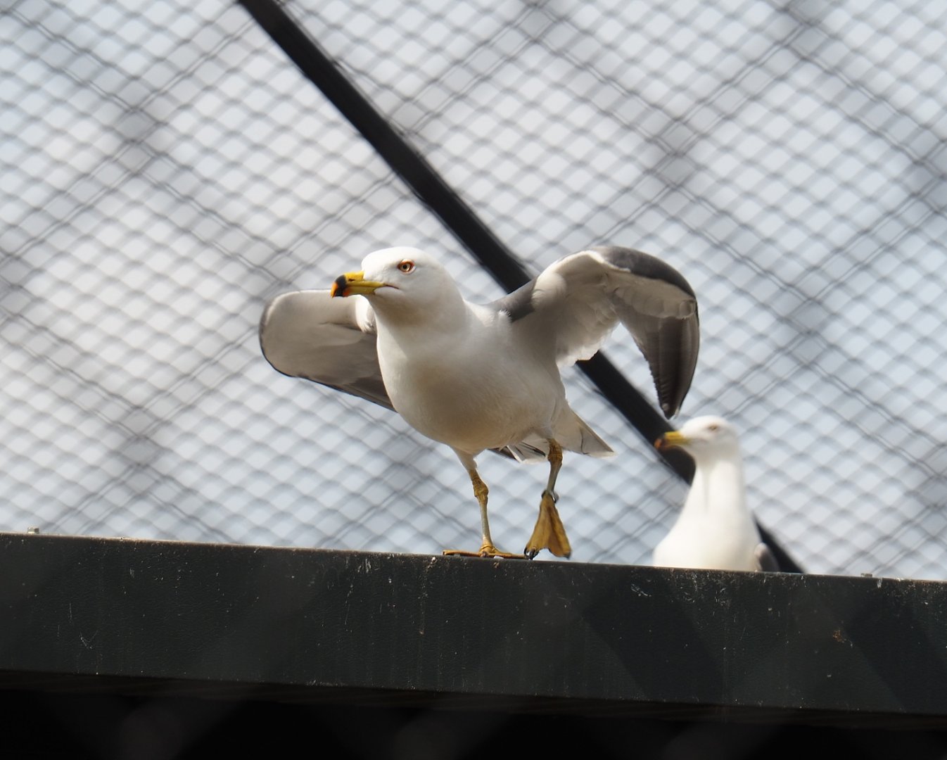 Black-tailed gull (Larus crassirostris), 2019-04-06