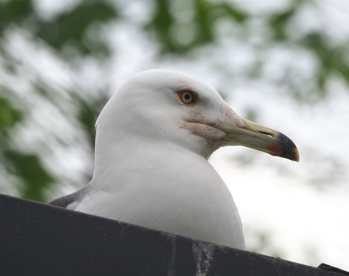 Black-tailed gull (Larus crassirostris), 2022-05-17