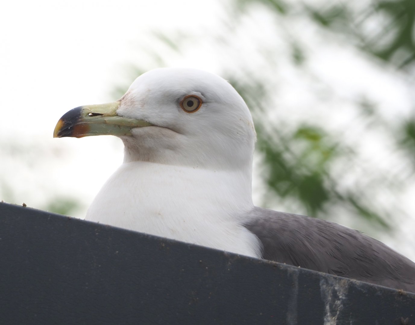 Black-tailed gull (Larus crassirostris), 2022-05-17