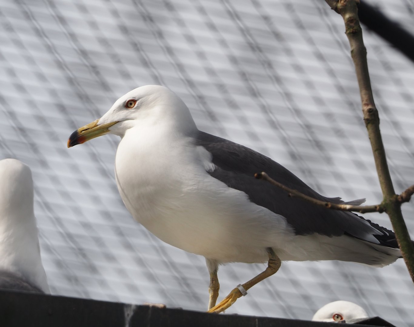 Black-tailed gull (Larus crassirostris), 2024-04-14