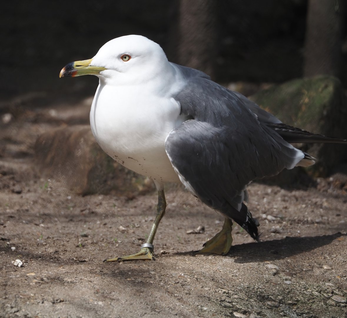 Black-tailed gull (Larus crassirostris), 2024-04-14
