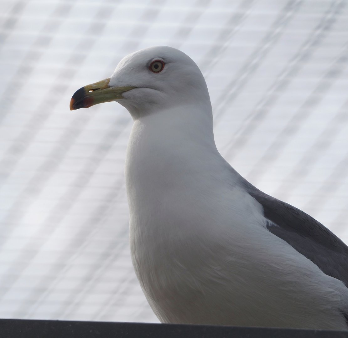 Black-tailed gull (Larus crassirostris), 2024-04-14