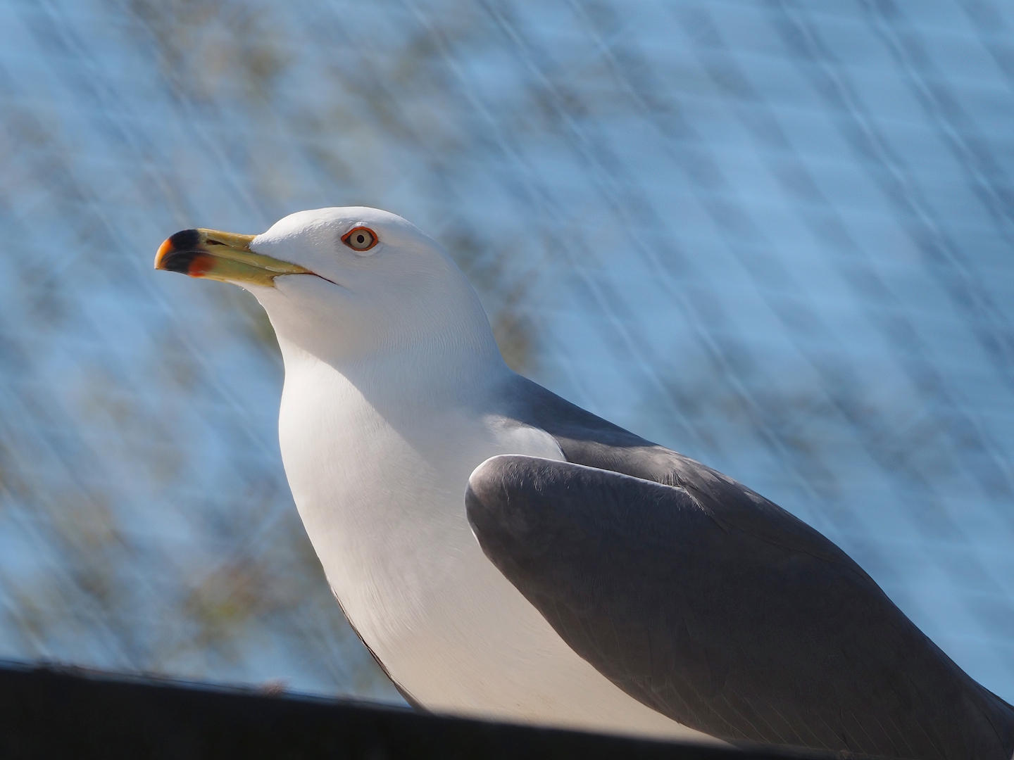 Black-tailed gull (Larus crassirostris), 2025-04-12