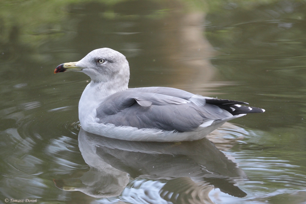 Black-tailed Gull (Larus crassirostris)