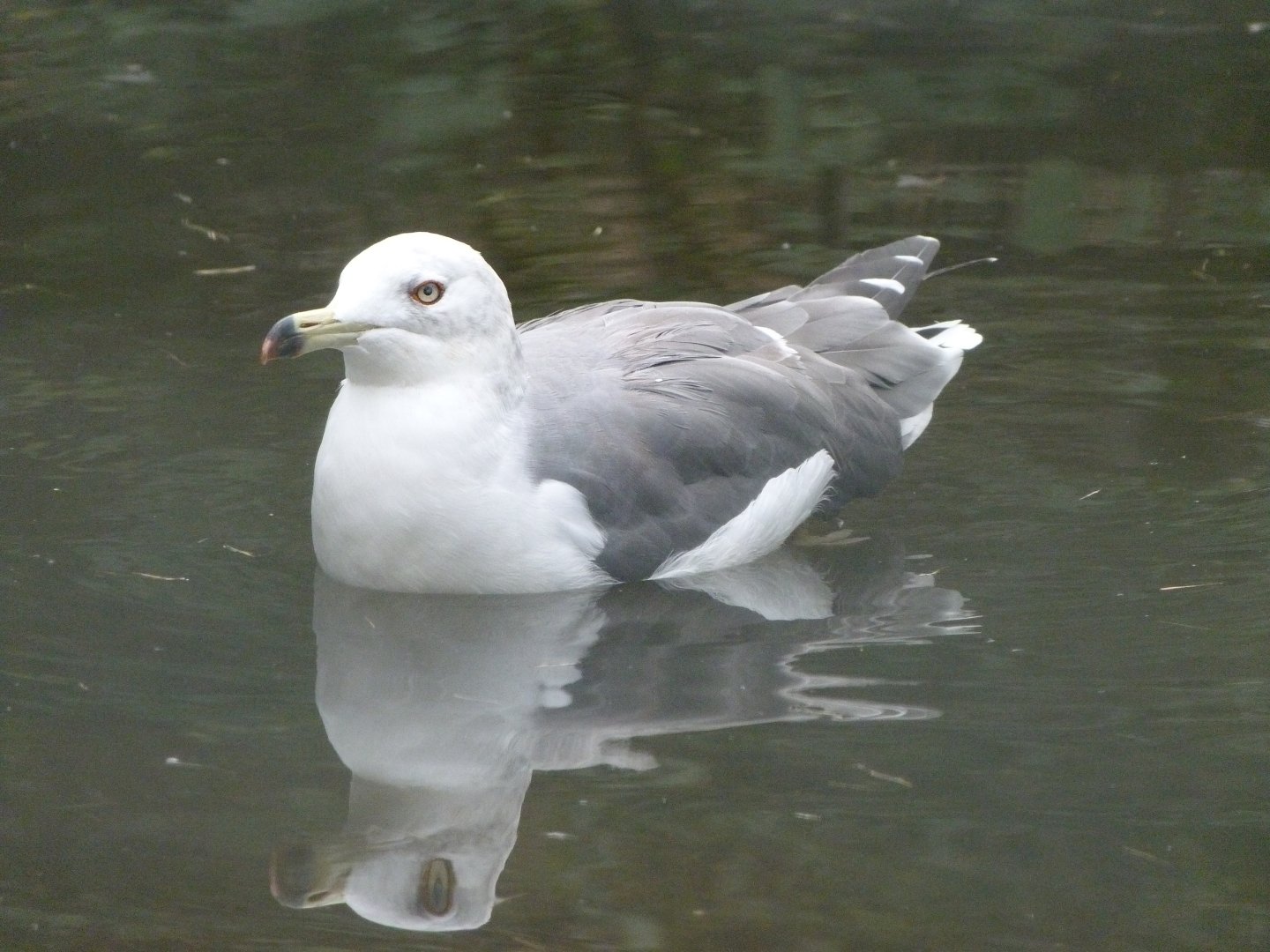 Black-tailed gull -Tierpark Berlin (2024)