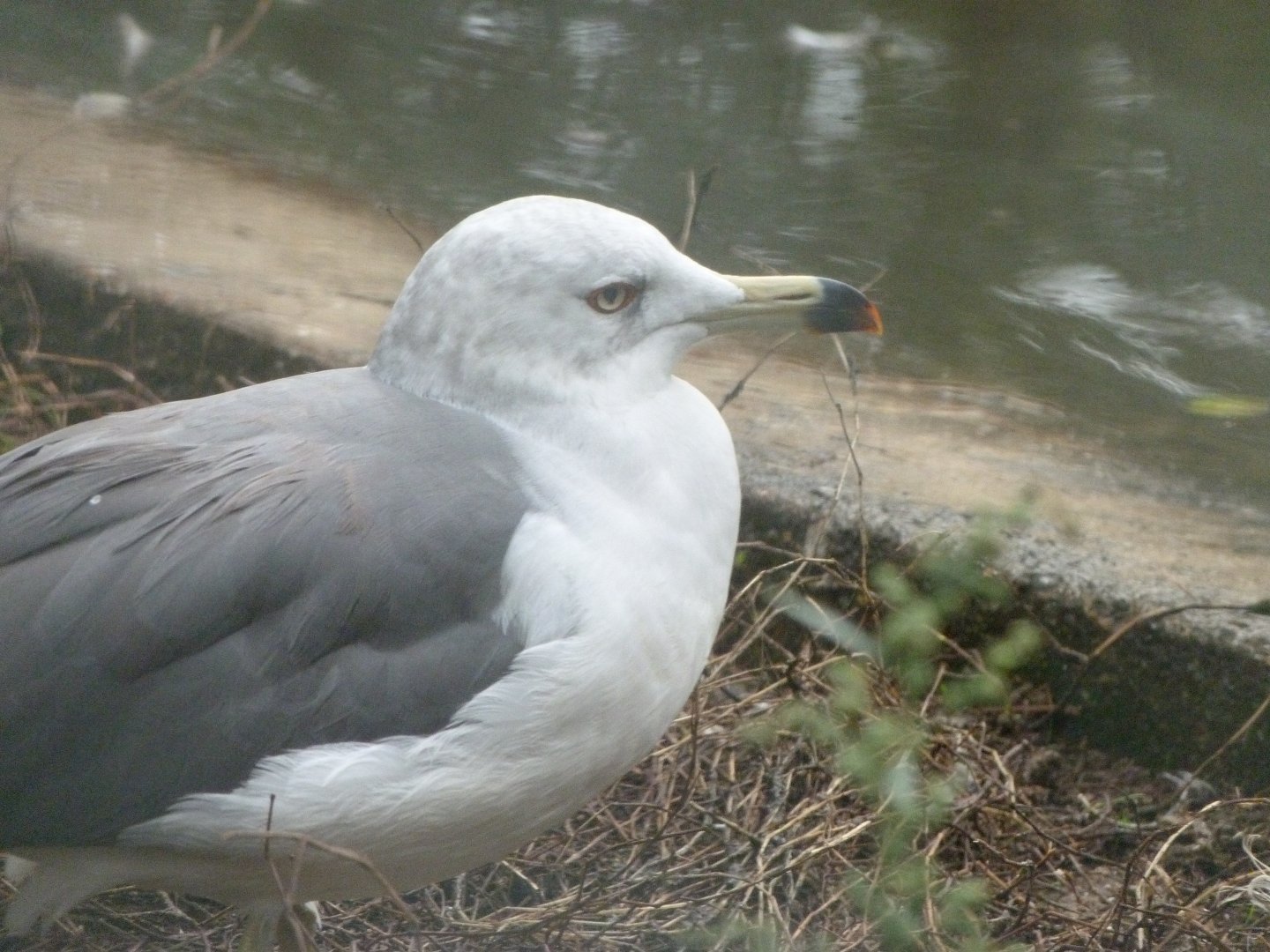 Black-tailed gull -Tierpark Berlin (2024)