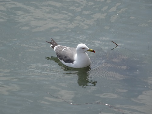 Black-tailed gull.