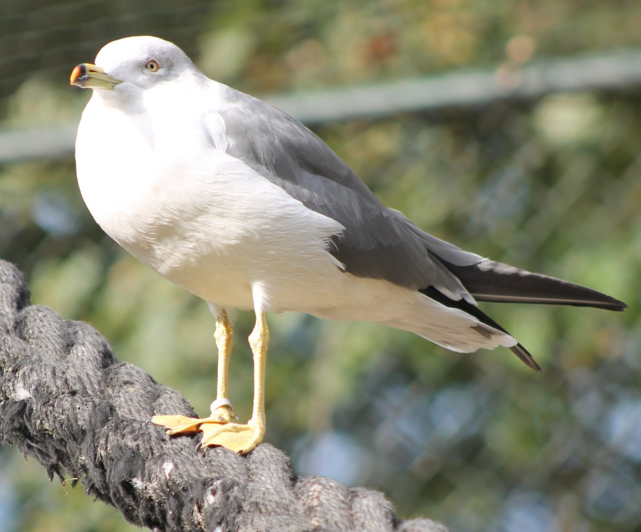 Black-tailed gull