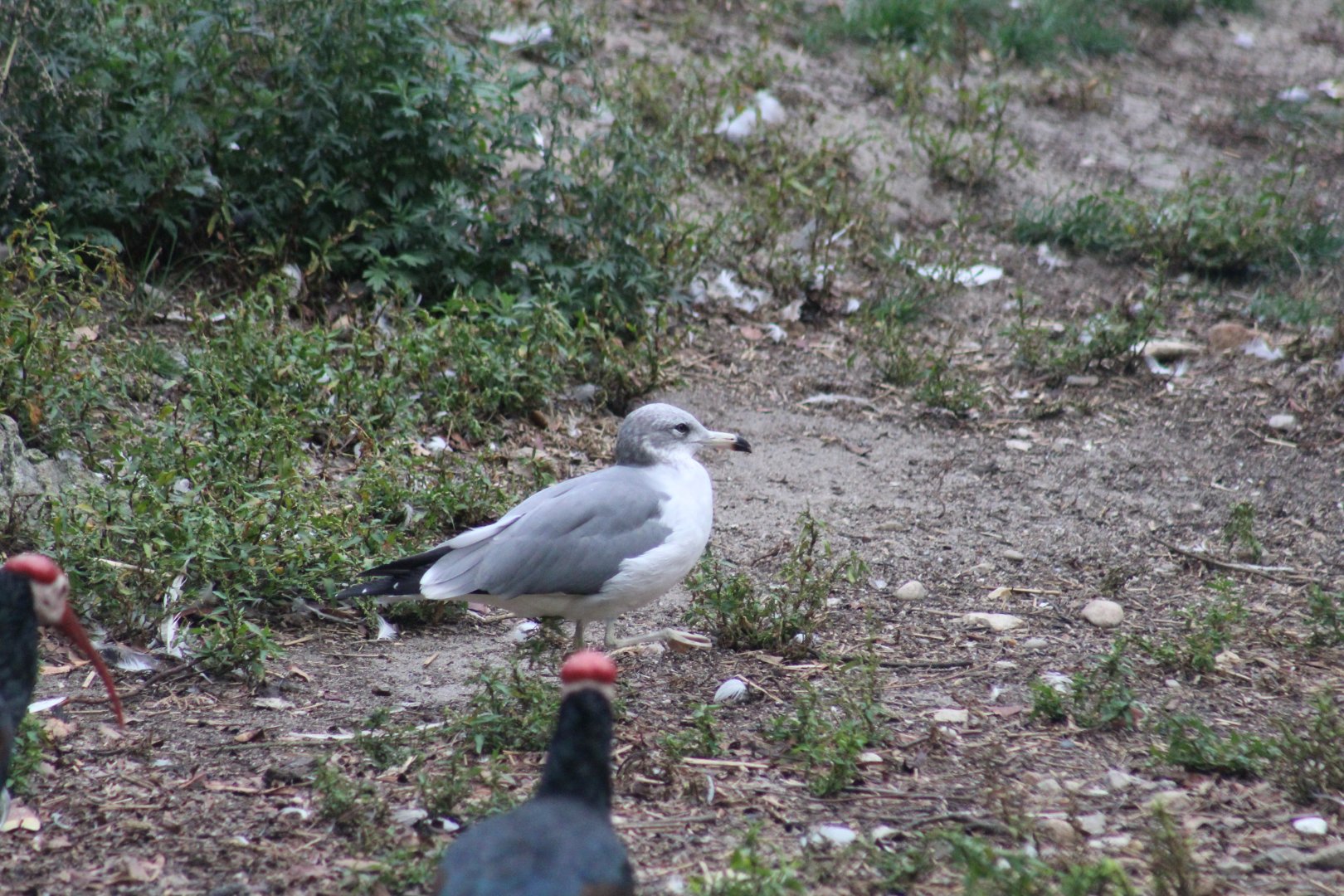Black-Tailed Gull