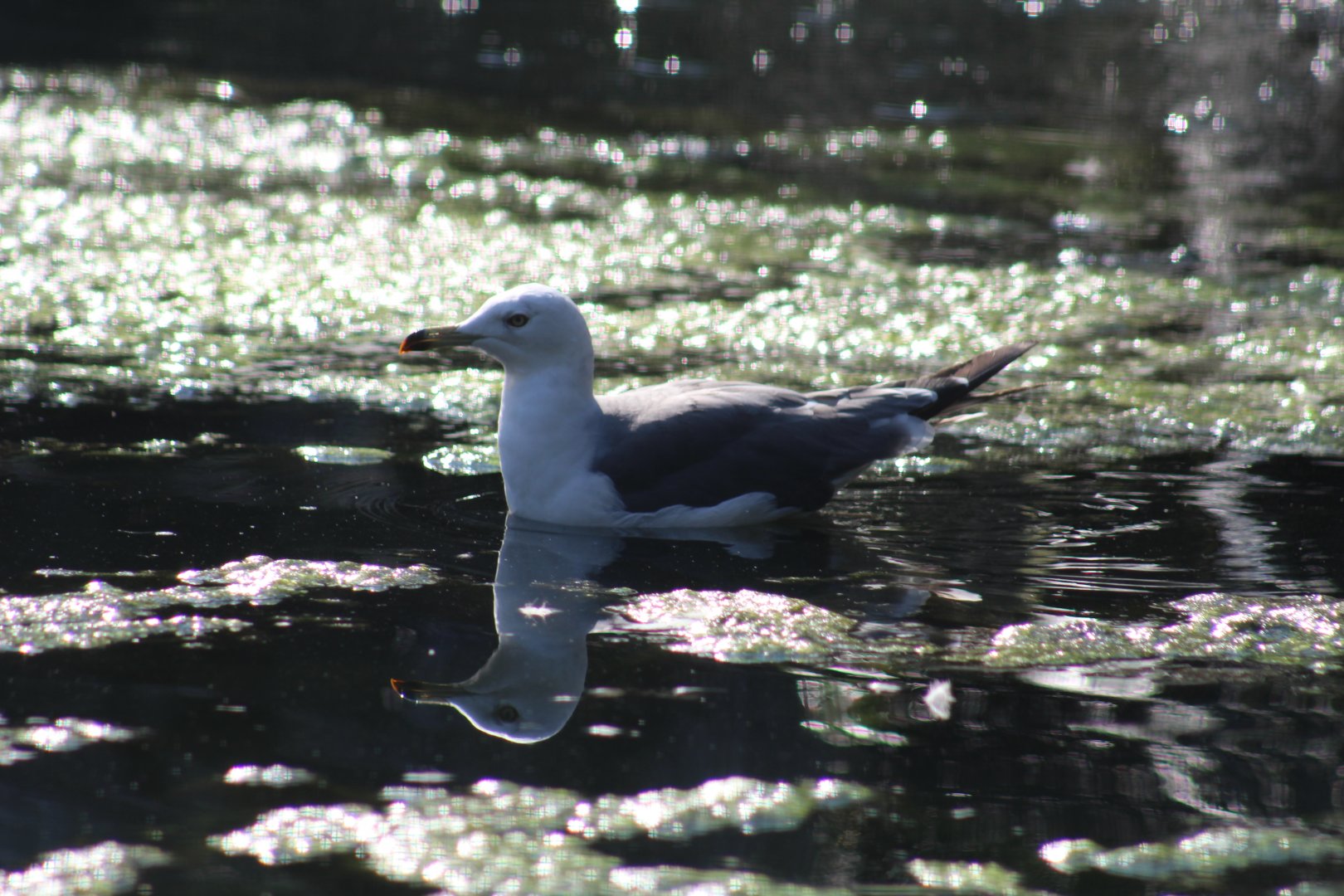 Black-Tailed Gull